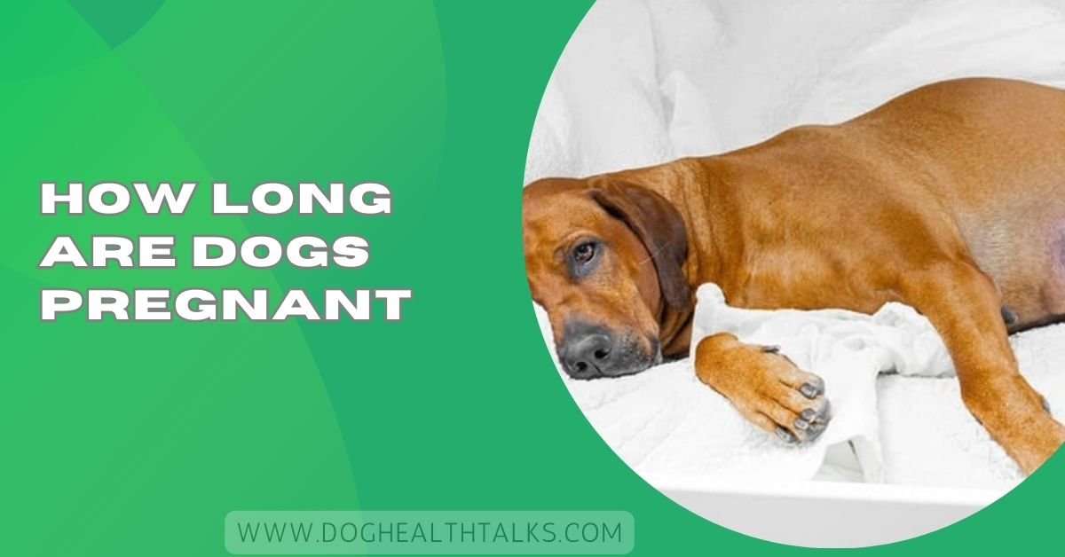 How Long Are Dogs Pregnant​: Week-by-Week Pregnancy Guide