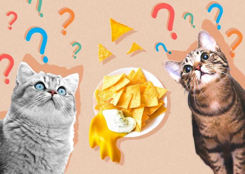 Is It Safe for Cats to Eat Doritos?