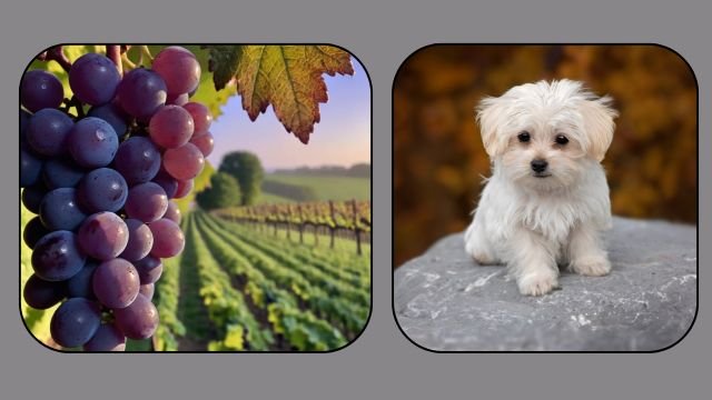 My Dog Ate Grapes But Seems Fine