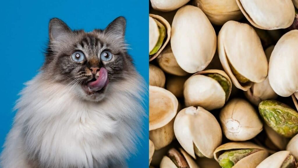 Substitute Of Pistachio Ice Cream For Cats