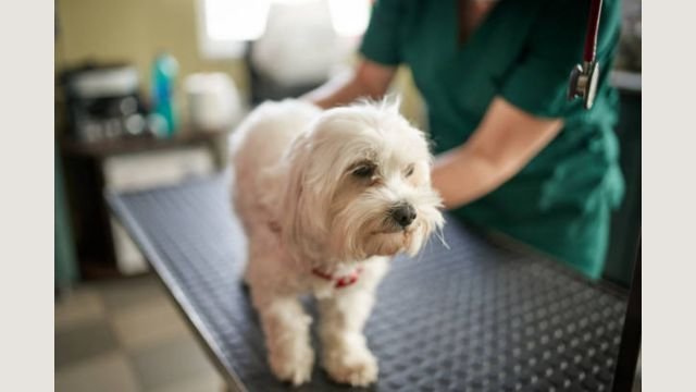 Tylenol dog dose mg_kg