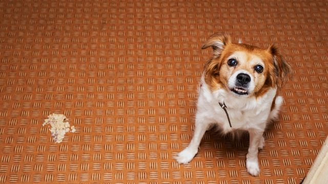 Yellow Vomit in Dogs