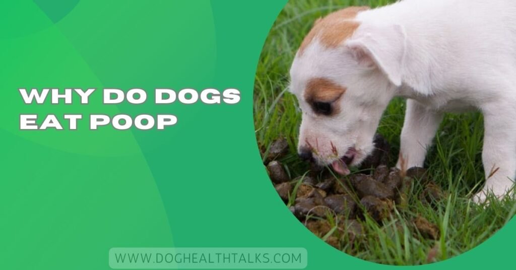 Why Do Dogs Eat Poop