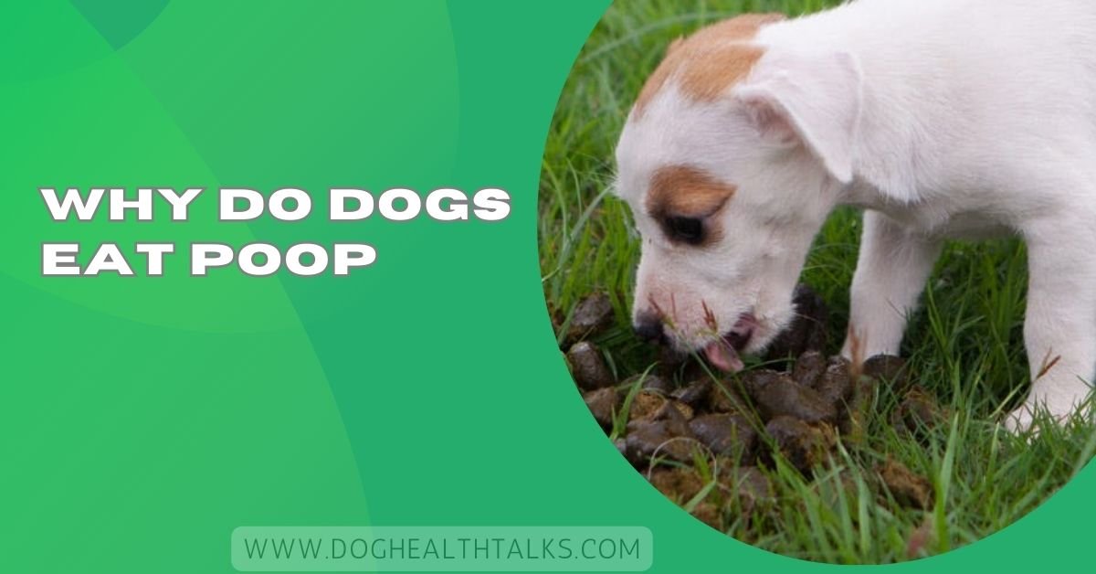 Why Do Dogs Eat Poop