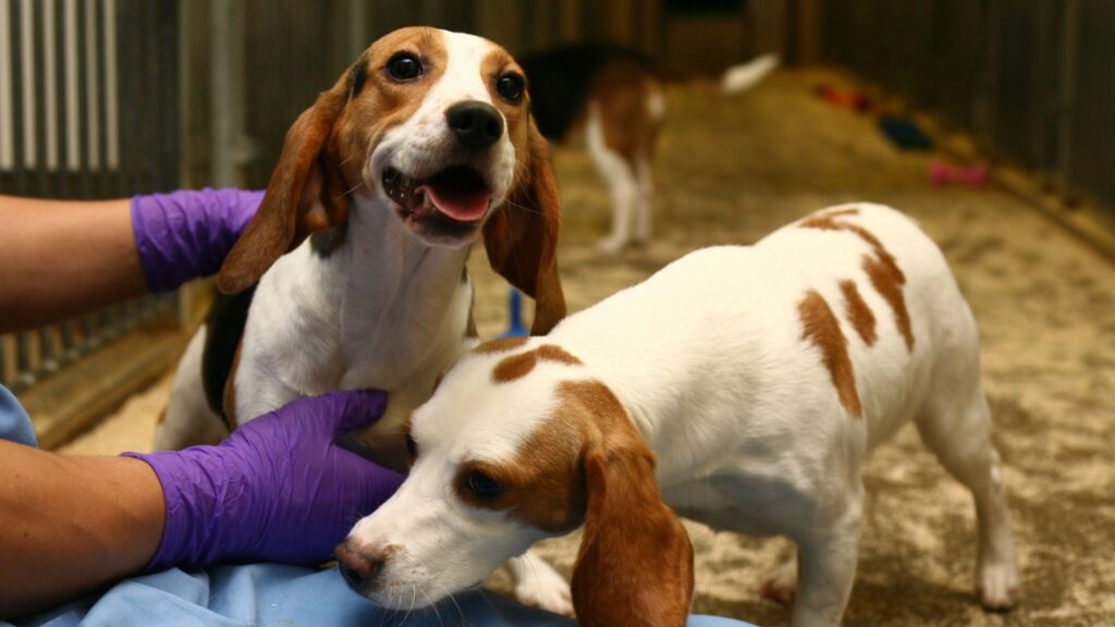 How the Dogs Were Tested