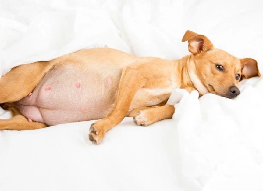Dog Pregnancy Care