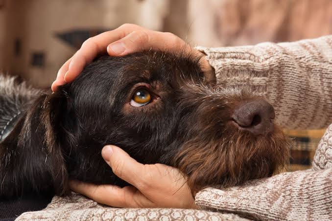 9 Early Signs of Health Problems in Dogs Every Owner Should Know