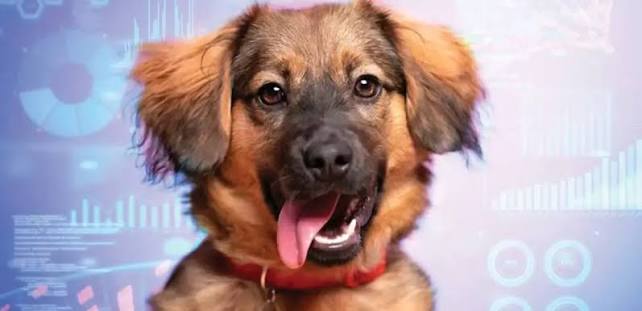  Dog Biological Age
