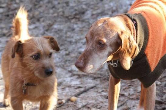 Breed and Body Size Can Matter