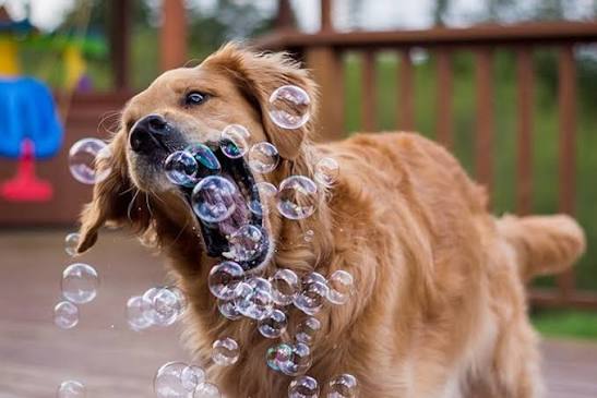 Dog Sound Enrichment