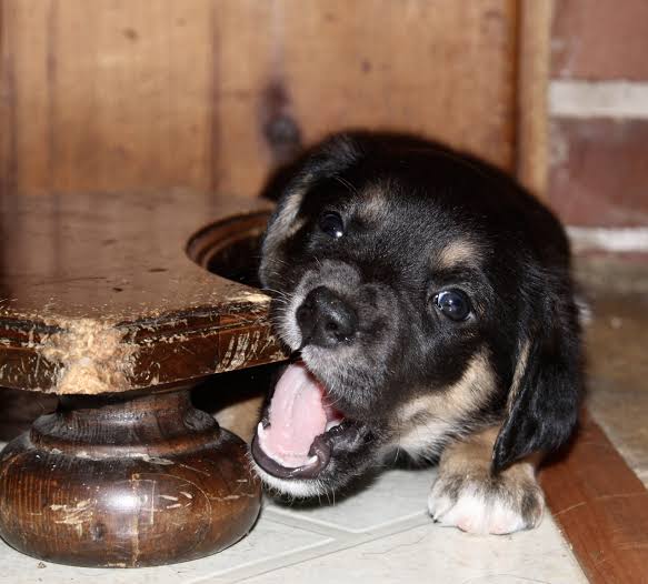 Combining Dog Sound Enrichment