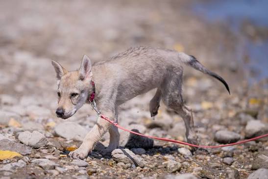 Cry Wolf