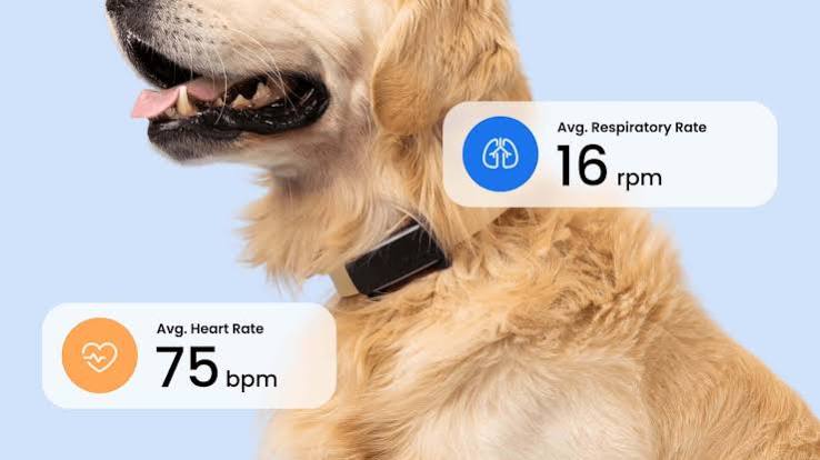 Tracking Heart and Breathing Patterns