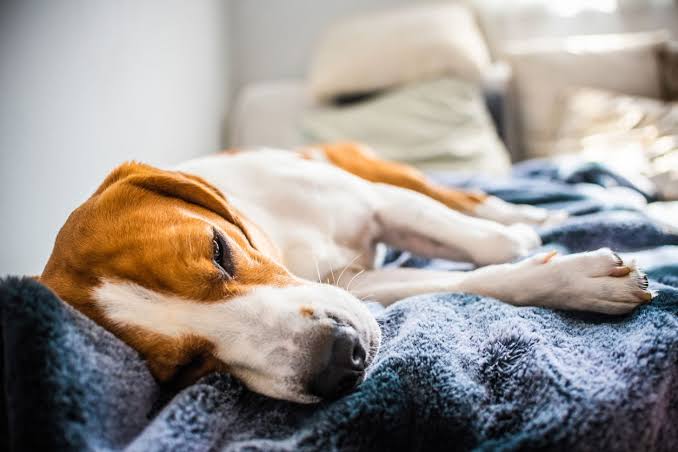  Dog Health Questions Are Difficult