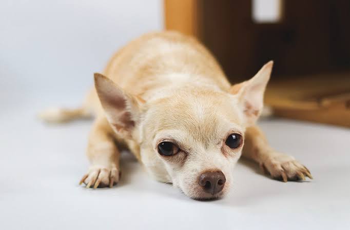 Multimodal Dog Health Questions Are Being Tested