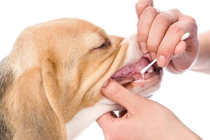 Canine Genetic Health 2026: Powerful DNA Research Could Predict Future Dog Diseases