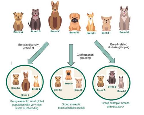 Role of Breed and Genetic Diversity