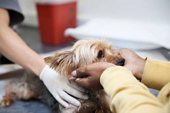 Supporting Veterinary Care