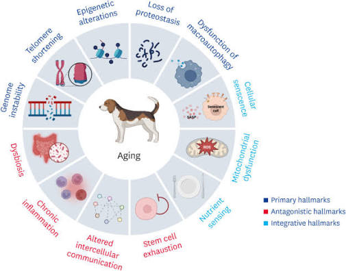 5 Chronic Diseases in Dogs May Cut Lifespan