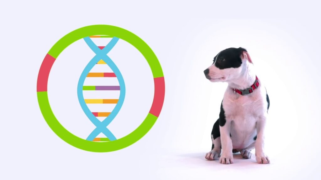 DNA Predict a Dog's Future Disease